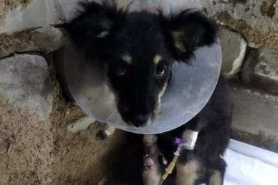 Собака, якою опікується Світлана 