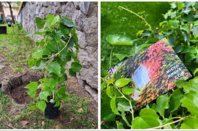 Висадження винограду