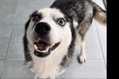 Четвероногая красавица Джоли ищет любящую семью