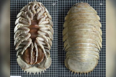 Bathynomus yucatanensis