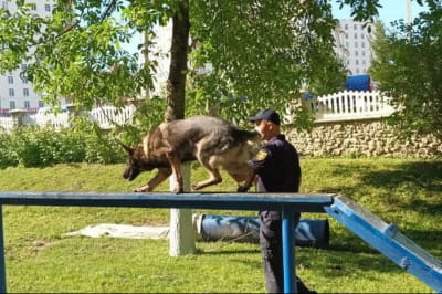 Навчання Фіони