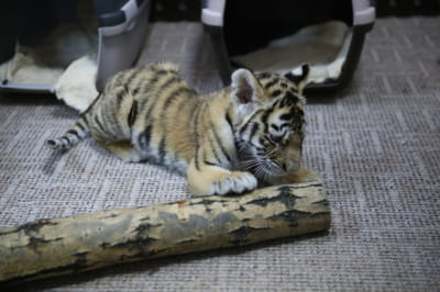 Врятовані тварини