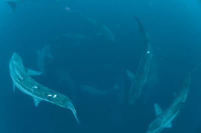 "Шабаш" акул