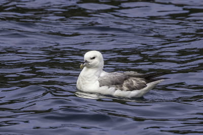 Буревісник
