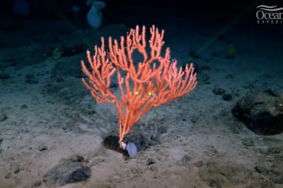 Наргеолет-Фаннінг