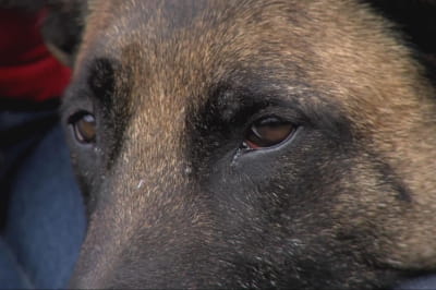 собака Чили