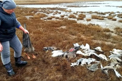 Мертві птахи