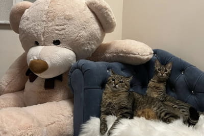 Степан і Стефанія