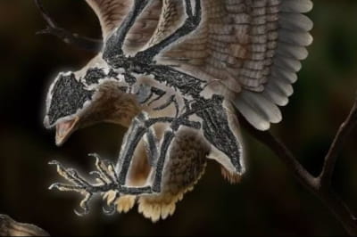 У Китаї знайшли птаха з головою динозавра