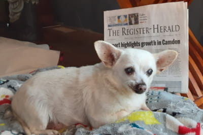 Чихуахуа из Огайо стал самой старой собакой в мире