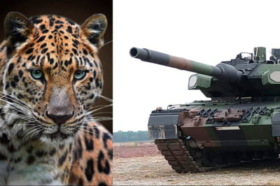 Leopard