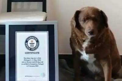 Самый старый в мире пес Боби