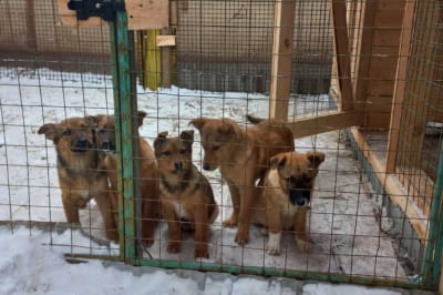 Притулок "Вірний друг"