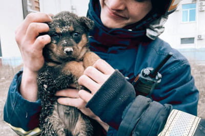 Спасение собачки