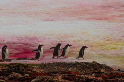 рожевий сніг в Антарктиді 