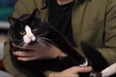 кіт Гюнтер Буданова