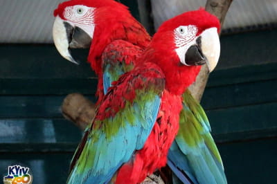 в Киевском зоопарке создали 19 новых пар