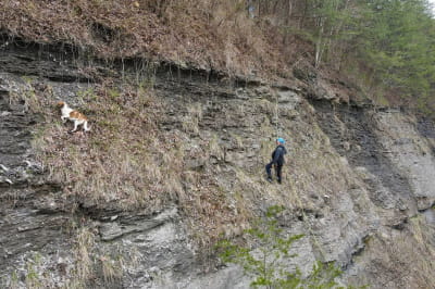 Спасение собаки