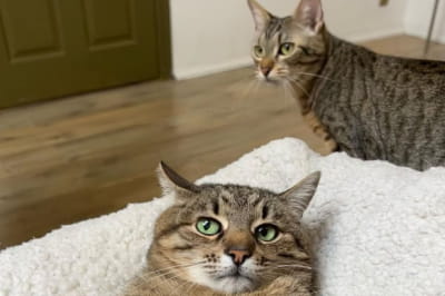 Степан і Стефанія