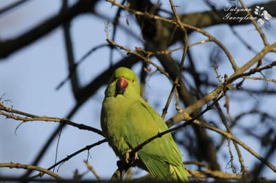 Папуги Крамера