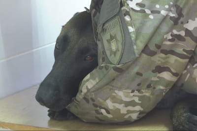 Военный ветеринарный госпиталь