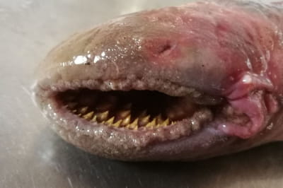 Морська мінога