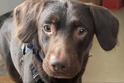 Лабрадор Коко страждав на алкоголізм