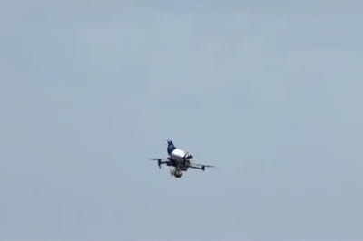 Іграшковий голуб