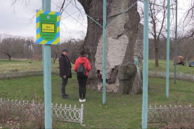 дуб Шевченка