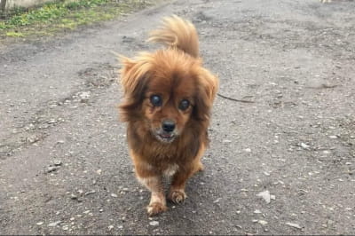 У Дніпрі сліпий песик шукає люб'ячу родину і теплу домівку