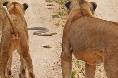 Сцена в дикой природе