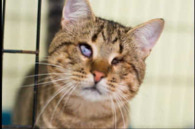 котеня з Києва шукають люб'ячу і дружню родину 