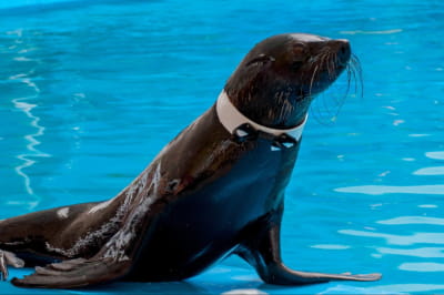 Морський котик