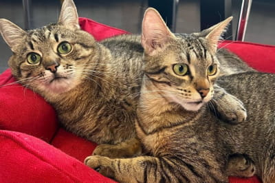 Кіт Степан і Стефанія