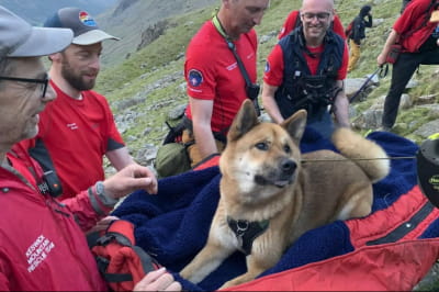 13 рятувальників чотири години "вмовляли" собаку спуститися з найвищої гори Англії