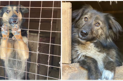 Фото з притулку