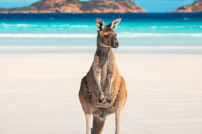 Лакі Бей, Австралія