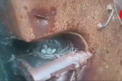 пташине гніздо у спаленому БМП