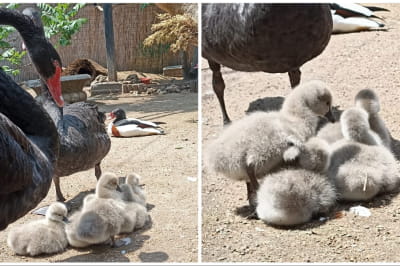 Чорні лебеді 