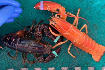 Лобстер