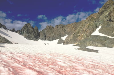 Кавуновий сніг на горі Ріттер у Каліфорнії