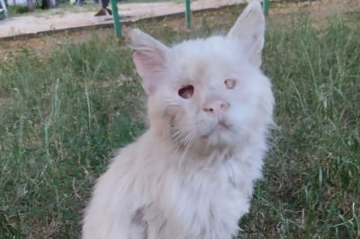 котик Лунтік