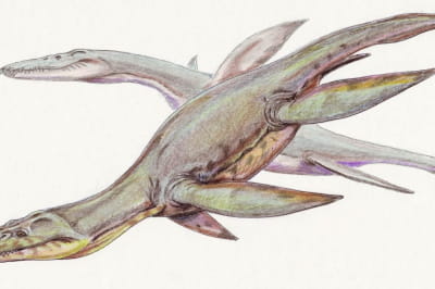 Иллюстрация плезиозавра