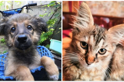 Поиск семьи для 4-лапых