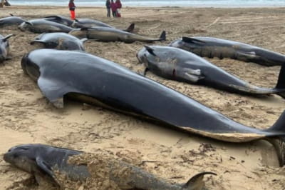 У Шотландії кити масово викинулися на берег