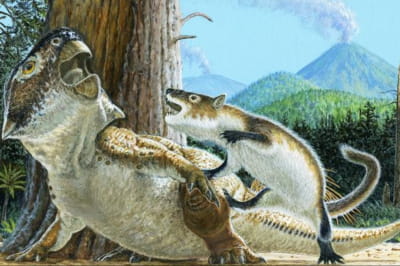 Интерпретация художника того, как могла выглядеть битва между млекопитающим Repenomamus robustus и динозавром Psittacosaurus