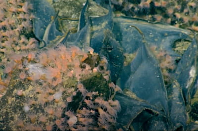 Учені виявили активний вулкан на самому дні Тихого океану