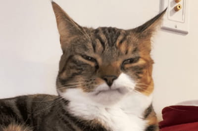 Кошка, потерявшая передние зубы, покорила сеть