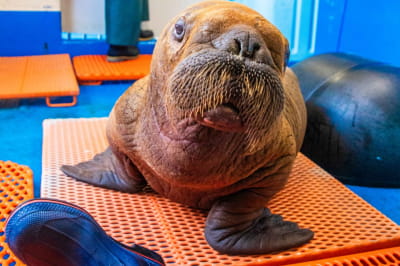 Дитинча моржа