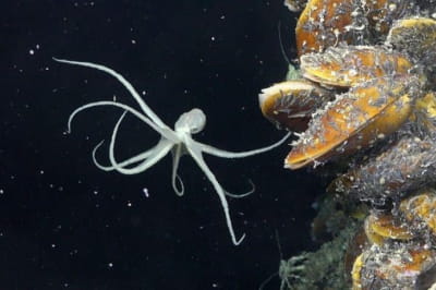 Екосистема 